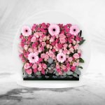 Joy of Roses